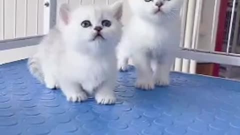 Little white cat playing with feathers