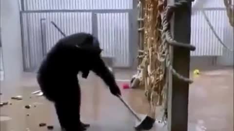 Monkey cleaning the house