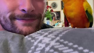 Parrot plays game with dad and then preens him