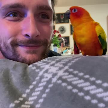 Parrot plays game with dad and then preens him