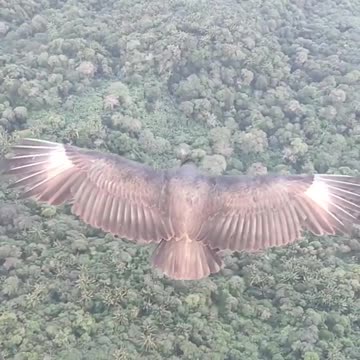 He flies with his pet bird