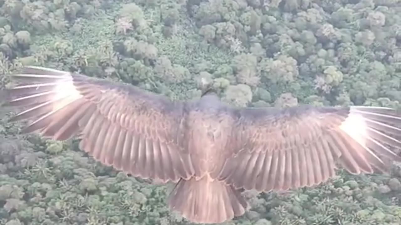 He flies with his pet bird