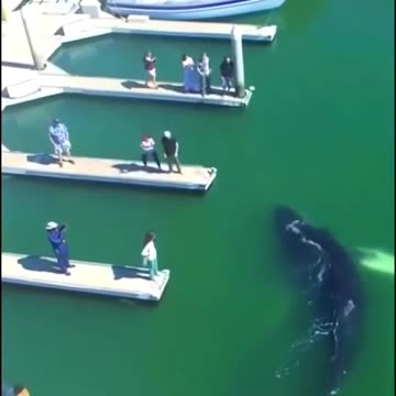 Incredible Footage of a Baby Humpback Whale Swimming in Marina!!!