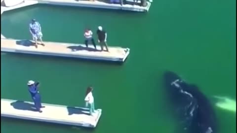 Incredible Footage of a Baby Humpback Whale Swimming in Marina!!!