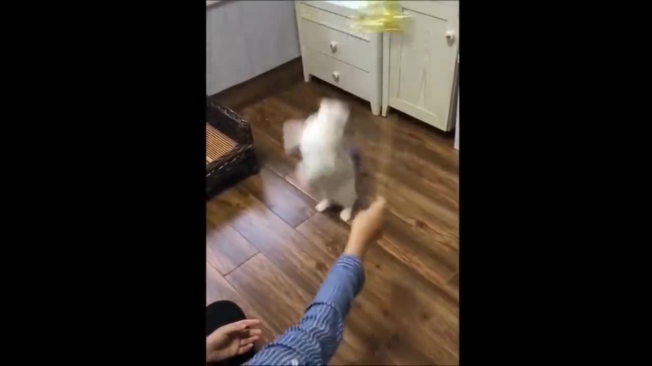 kitten playing with owner
