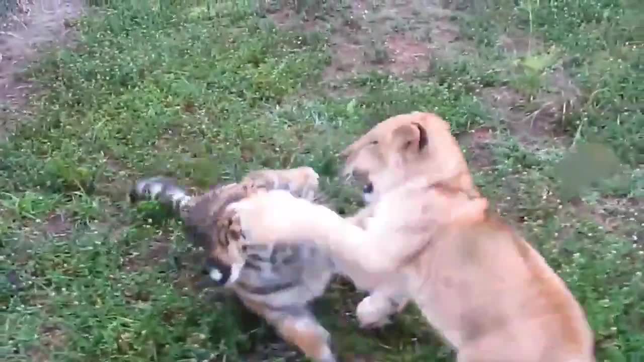 baby Lion vs Baby tiger must watch.....