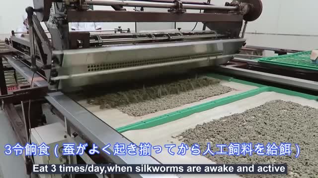 SilkWorm Farming for Silk Factory