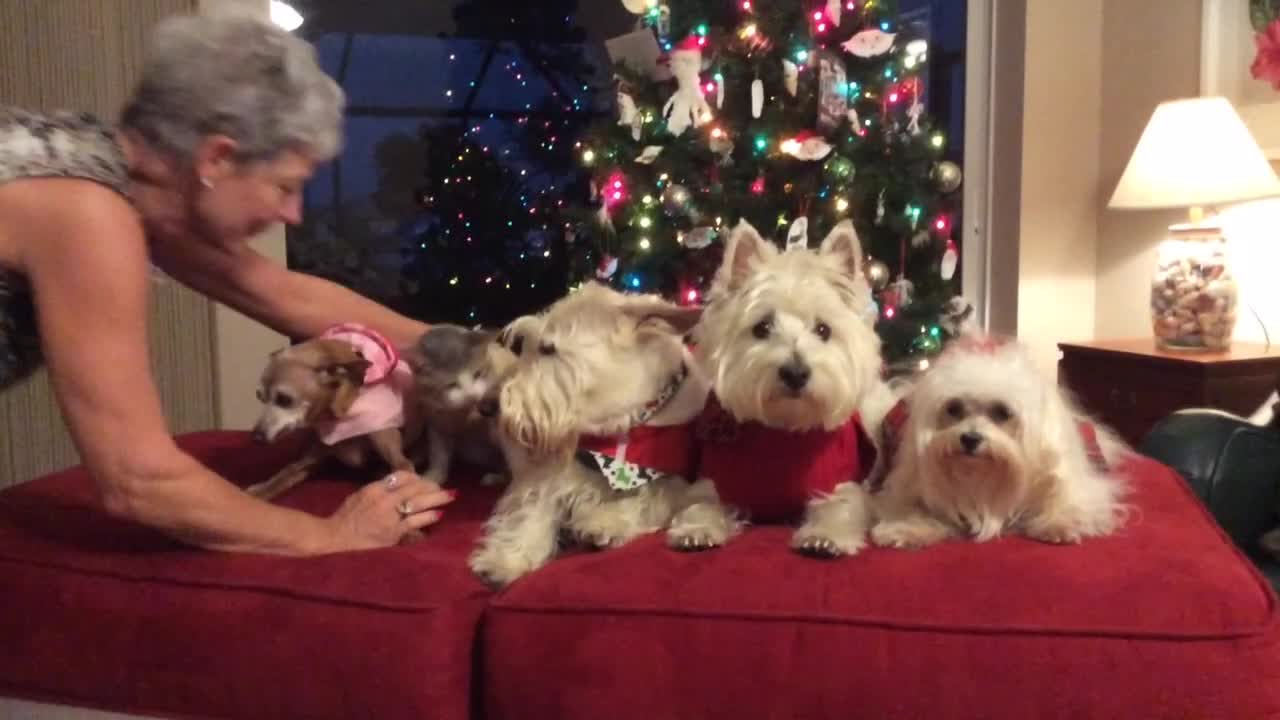 Four Dogs And A Cat Pose For A Christmas Picture