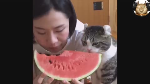 Милі котики