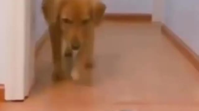 Funny Dog Fail Video shorts