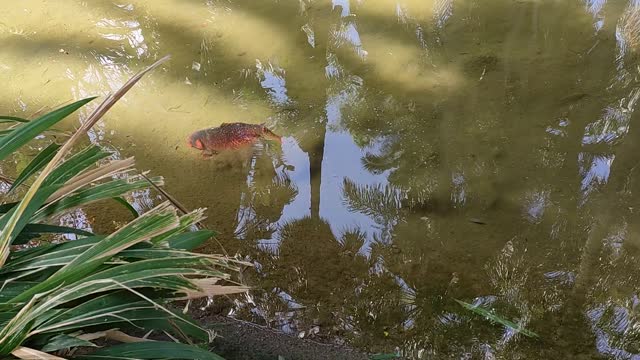 beautiful red fish