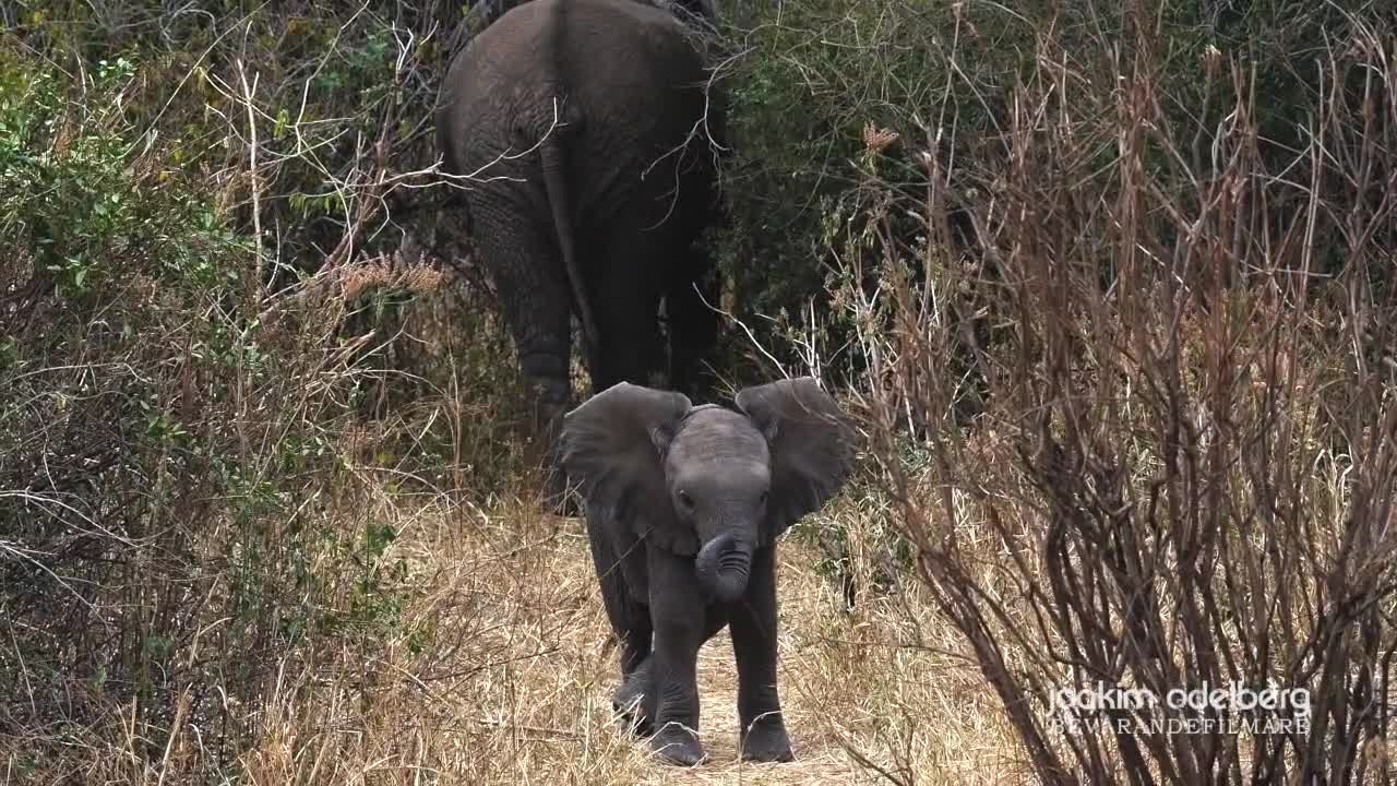 Little elephant