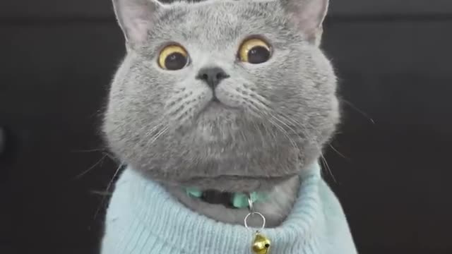 The ultimate viral cat