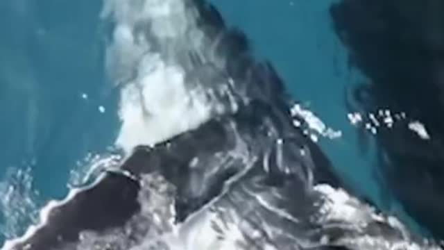 Is this a killer whale? It looks huge