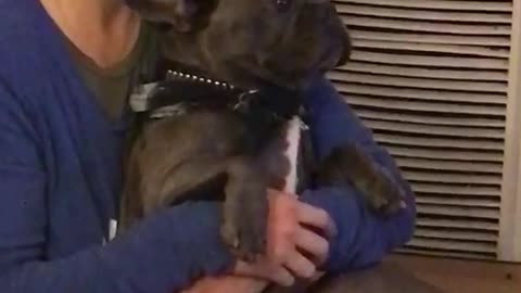 Small black dog sits in arms of girl in blue shirt