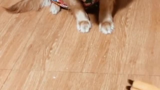 funny dog
