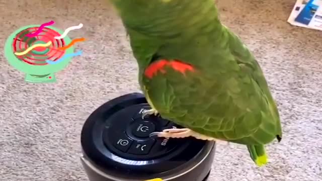 Funny Video