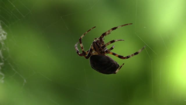 spider working hard