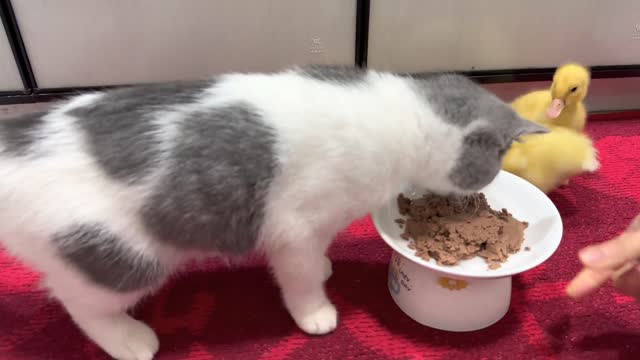 The kitten is a qualified mother of a chick, the daily life of the chick and the kitten