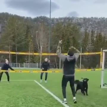 Puppies play Volleytball so well🐕🏐