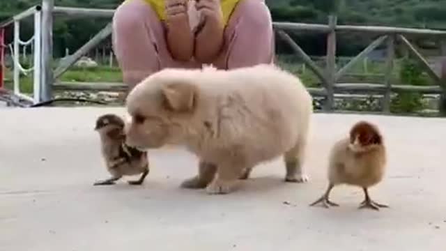 children and funny pet playing with little chickan