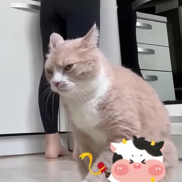 Cat Impatient for Dinner