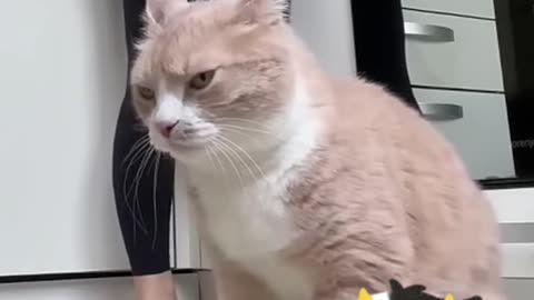 Cat Impatient for Dinner