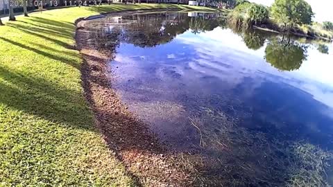 South Florida backyard fishing January 2021