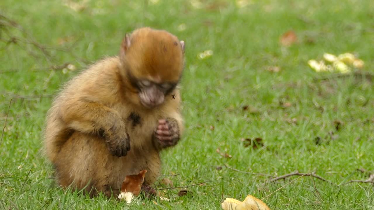 eating monkey in the jungle .....Beautiful