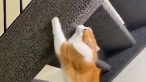 awesome cat