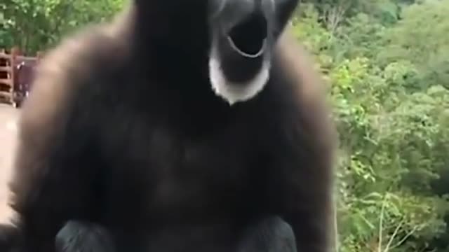 Monkey singing