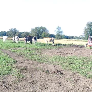 Putting Paisley to Pasture