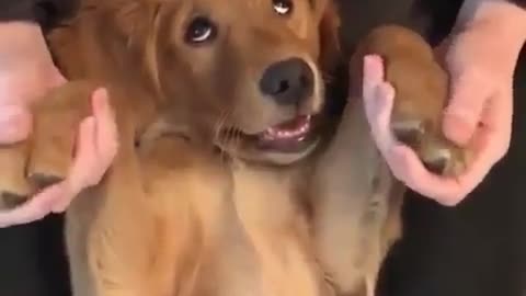 Dog and his hand