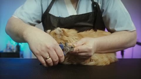 cat care.