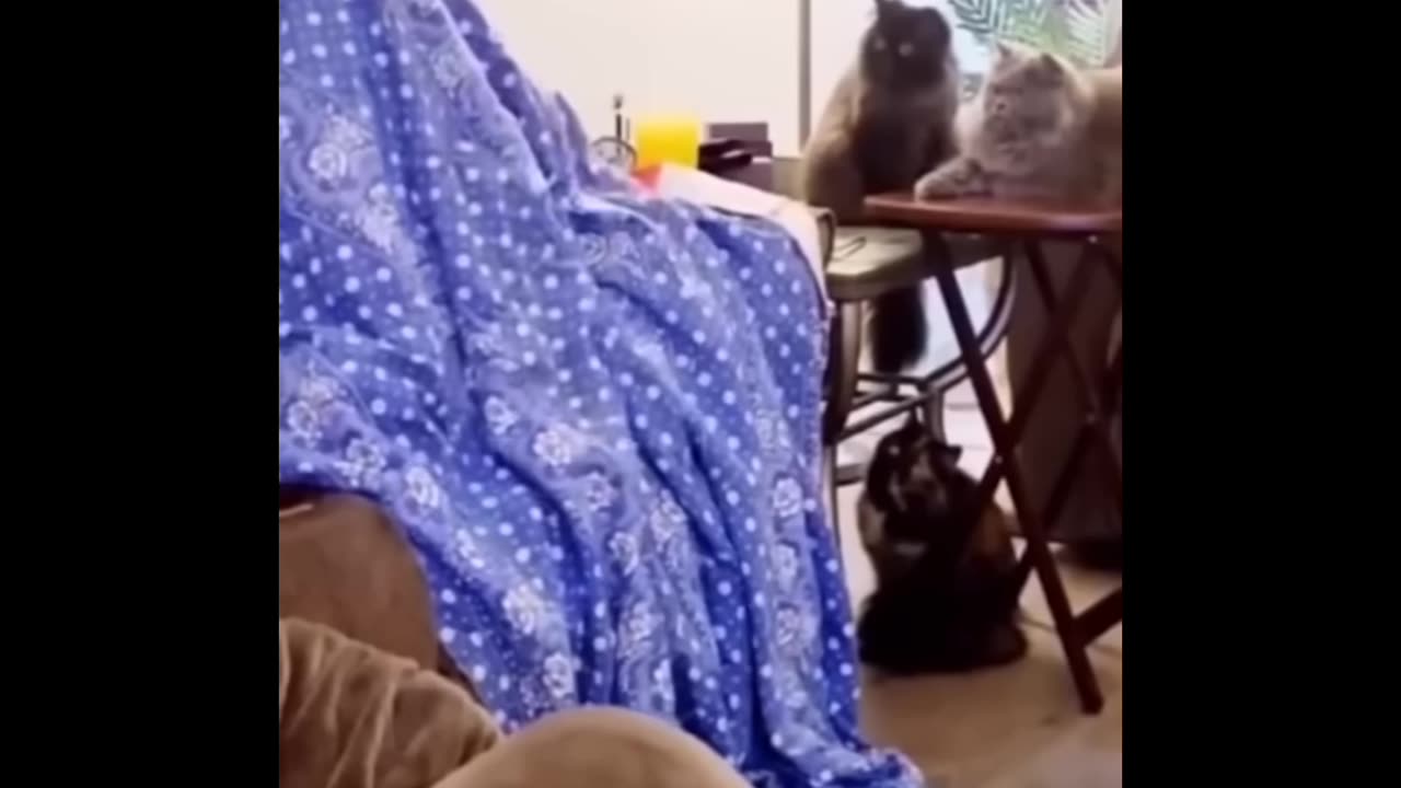 Top 3 funny cats videos 🤪.