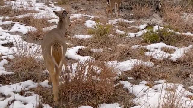 deer in the forest