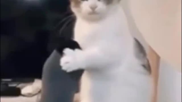 crazy kittens dancing