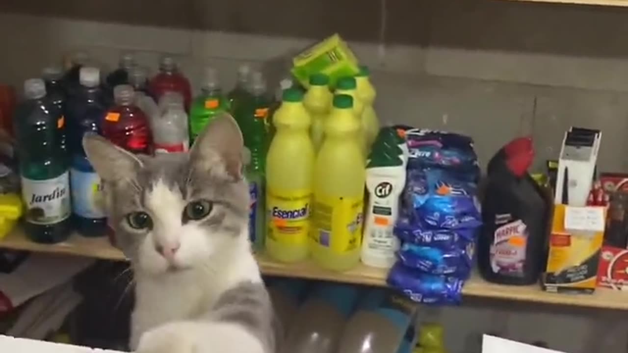 Cat Counter