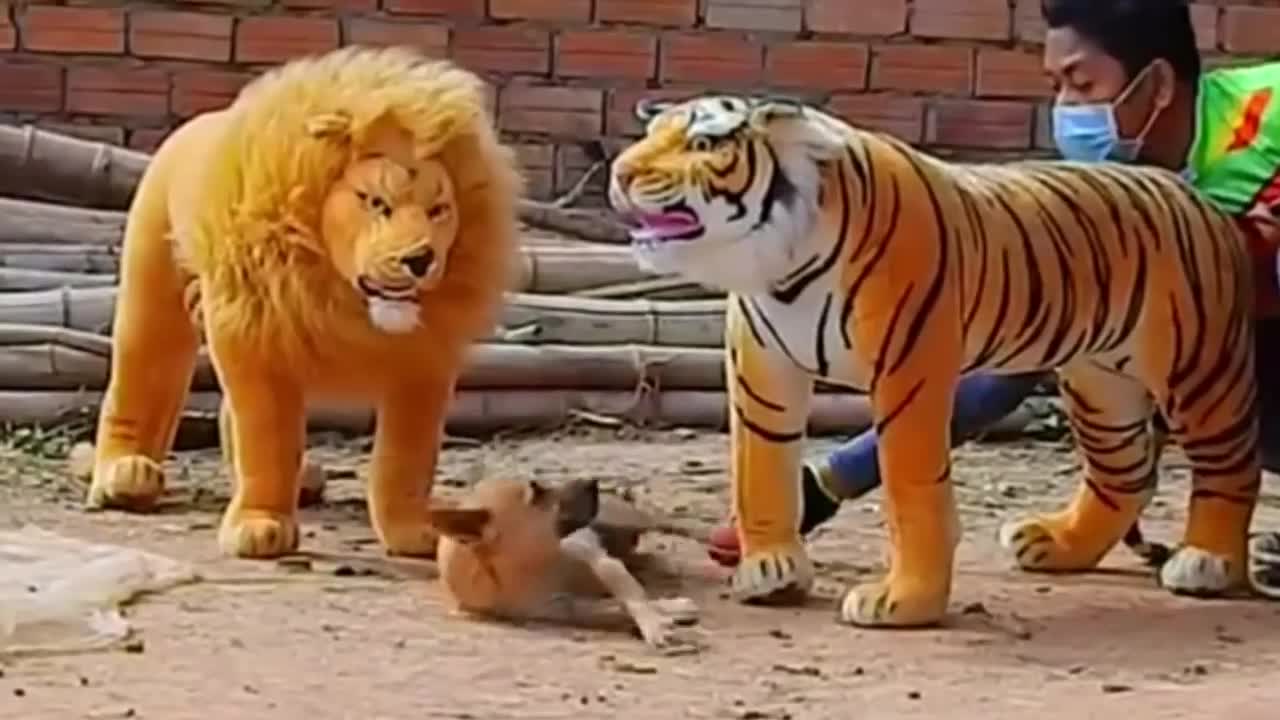 Amazing Prank Dog Videos With Fake Lion, Tigers And Huge Box Prank To Dog