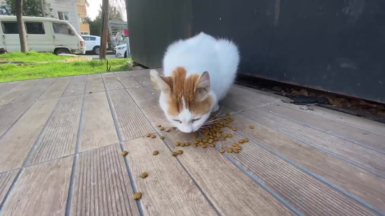 The_beautiful_cat_appearing_in front of me at the_children's