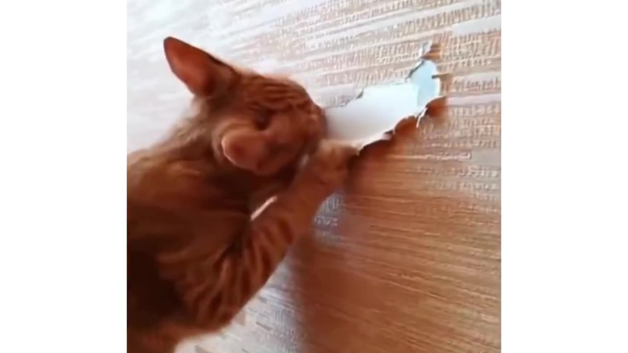 Cat funny video