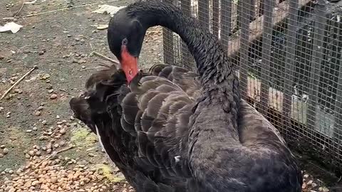 A large black goose that trims its feathers