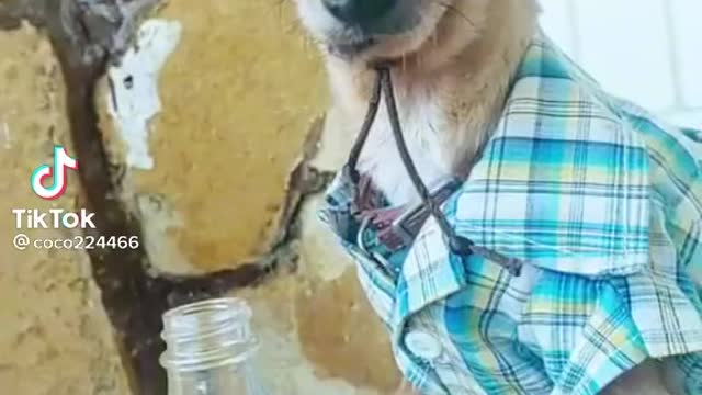 Dog wearing clothes cool