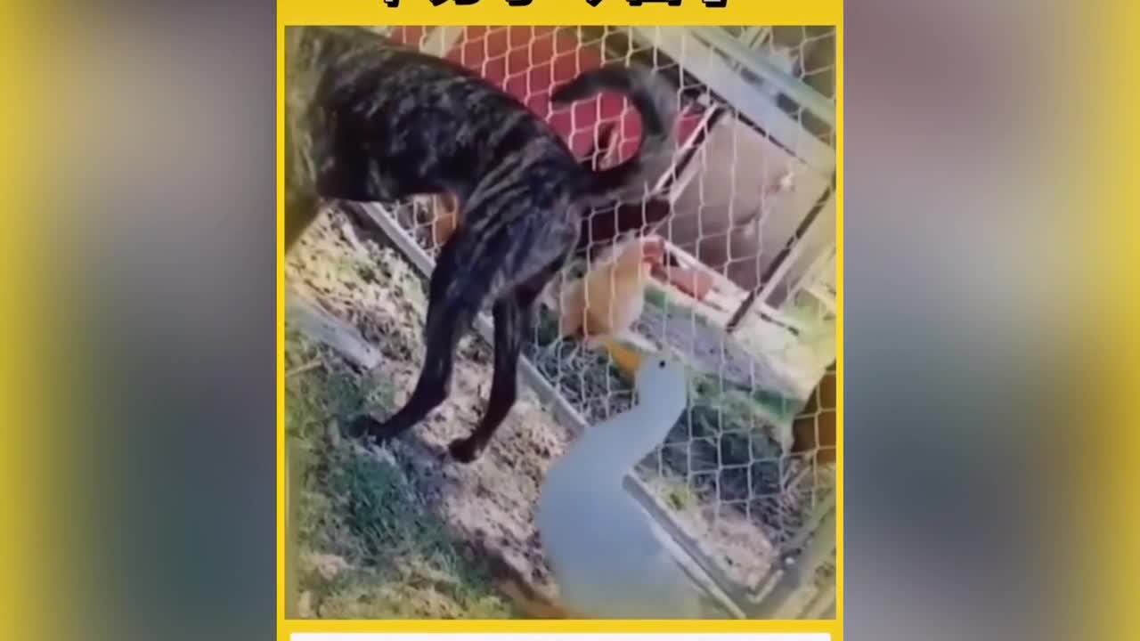 Dog funny video- Dog was a bad day - Just for laugh gas