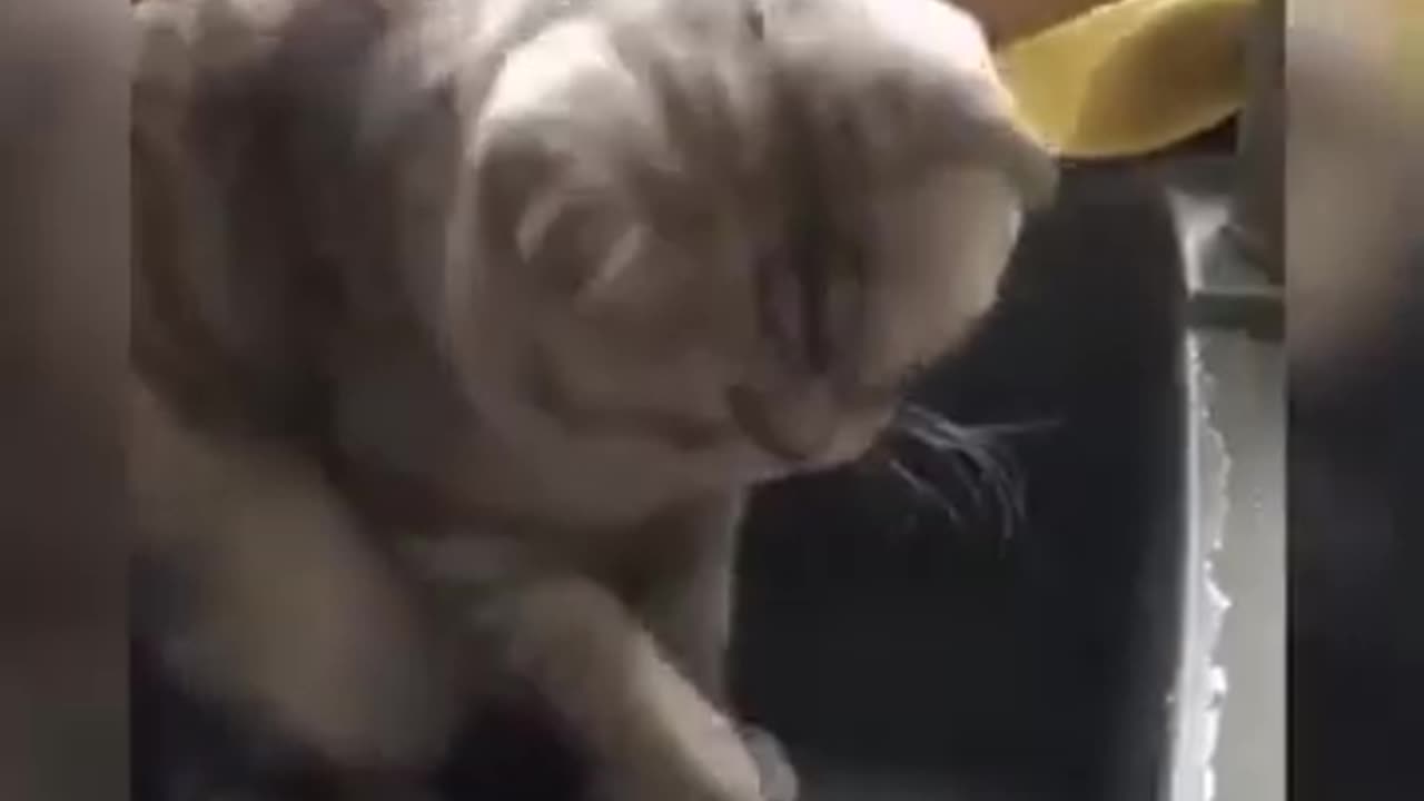 Funny Cat Videos