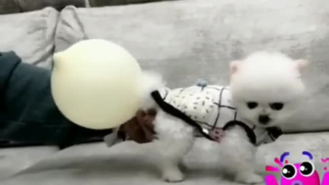 Can your dog blow up a balloon with a fart