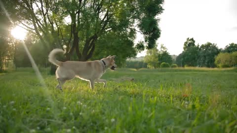 A woman throws a tennis ball to her dog