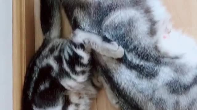 Daily life of a cute cat family