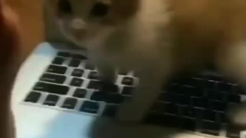 Cute cat 🐱🐱