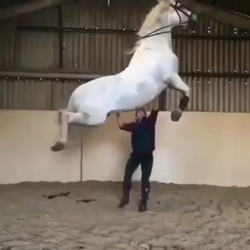 Training horses video